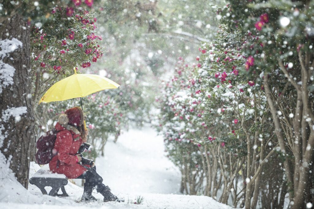 snow, nature, winter flower